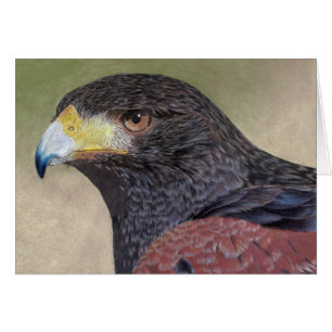 Harris Hawk-cp