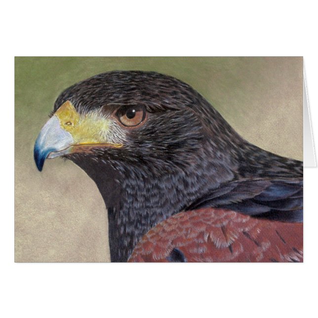 Harris Hawk-cp (Front Horizontal)
