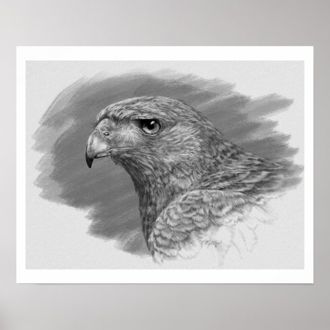 Harris Hawk Drawing Poster (Front)