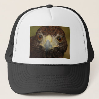 Harris Hawk Hat