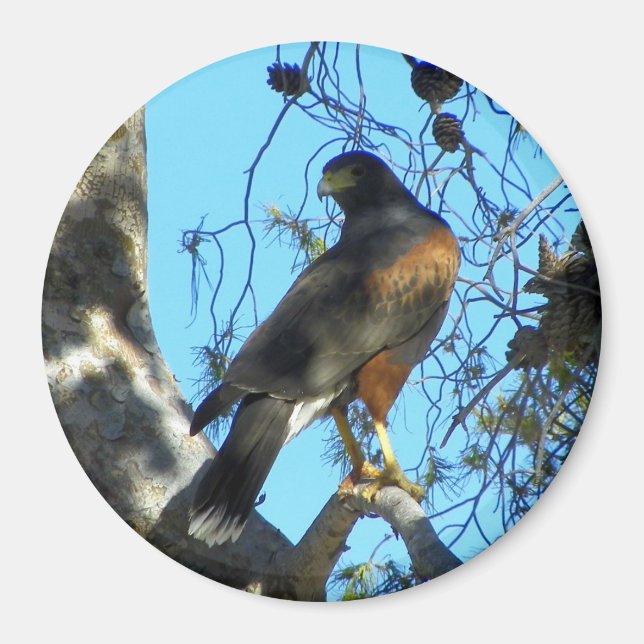 Harris Hawk Magnet (Front)