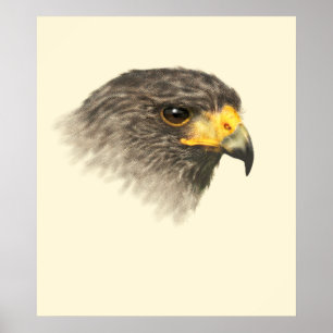 Harris Hawk - Mixed Medium Poster