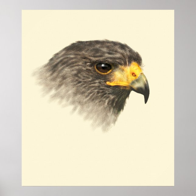 Harris Hawk - Mixed Medium Poster (Front)