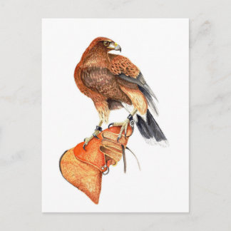 Harris hawk on Glove postcard