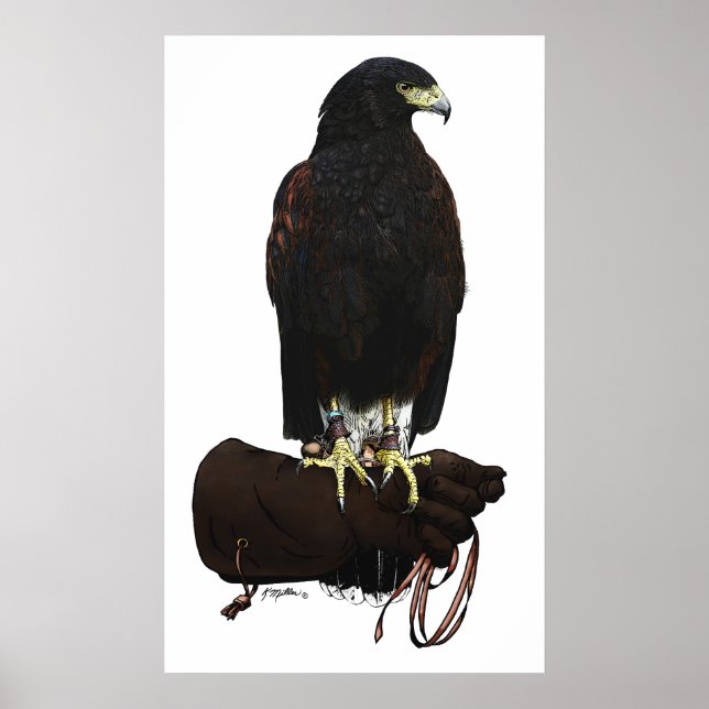 Harris Hawk on Glove Poster (Front)
