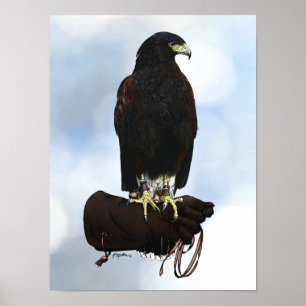 Harris Hawk on Glove Poster
