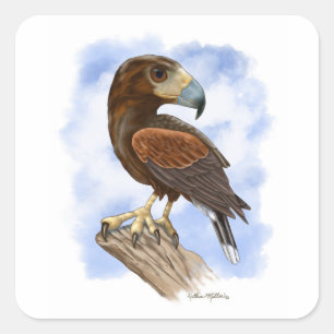Harris Hawk On The Lookout Cartoon	 Square Sticker