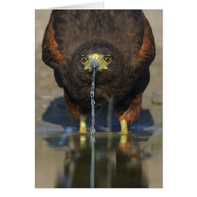Harris Hawk  Parabuteo unicinctus (Front)