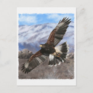 Harris Hawk- pastel Postcard