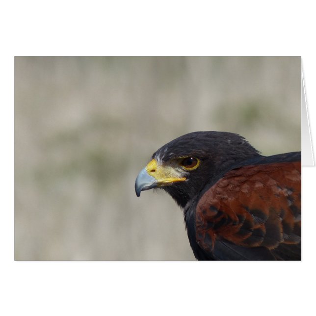 Harris Hawk Portrait (Front Horizontal)
