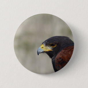 Harris Hawk Portrait 6 Cm Round Badge