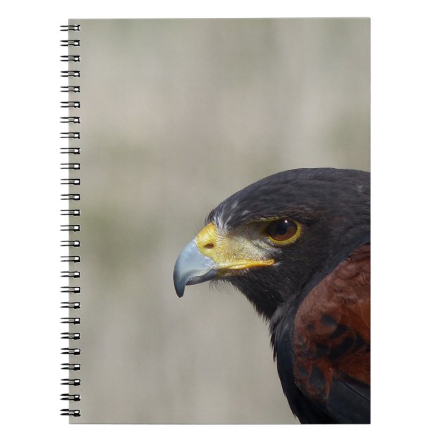 Harris Hawk Portrait Notebook (Front)