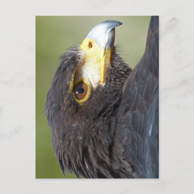 Harris Hawk Postcard (Front)