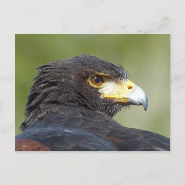 Harris Hawk Postcard (Front)