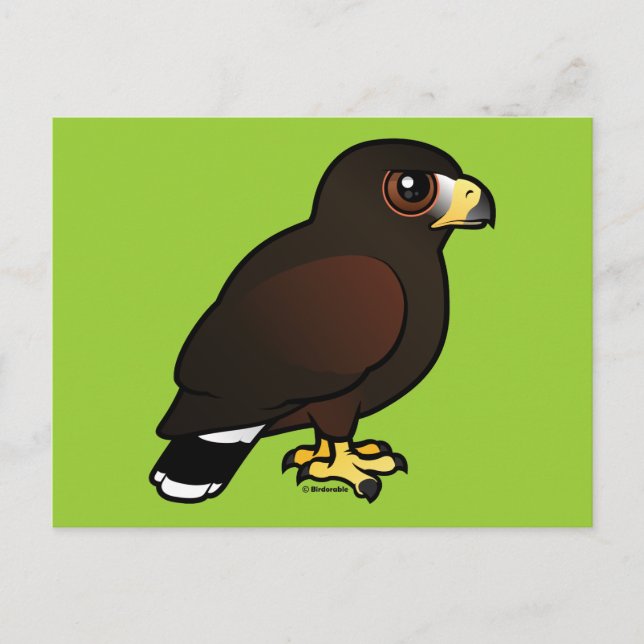 Harris Hawk Postcard (Front)