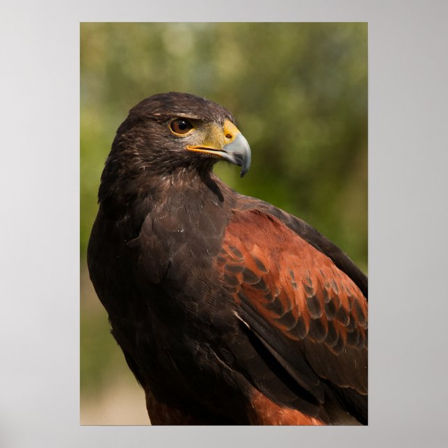 Harris Hawk Poster (Front)
