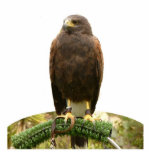 Harris Hawk Standing Photo Sculpture<br><div class="desc">This photo sculpture is of a Harris hawk.  Made of acrylic with a black stand,  it is a great conversation piece. Final size is approximate and depends on cut-out size of image.</div>