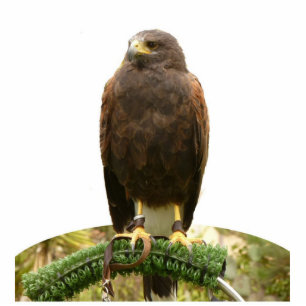 Harris Hawk Standing Photo Sculpture
