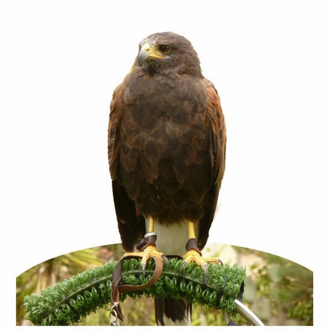 Harris Hawk Standing Photo Sculpture (Front)