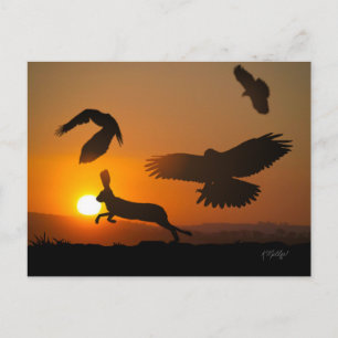 Harris Hawks Hunting Postcard