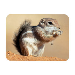 Harris's antelope squirrel (Ammospermophilus) Magnet