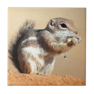 Harris's antelope squirrel (Ammospermophilus) Tile