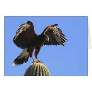 Harris's Hawk 1