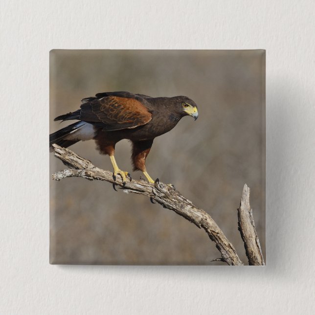 Harris's Hawk perched raptor 15 Cm Square Badge (Front)
