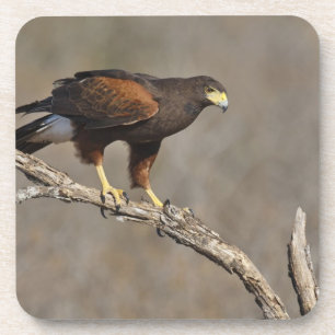 Harris's Hawk perched raptor Coaster