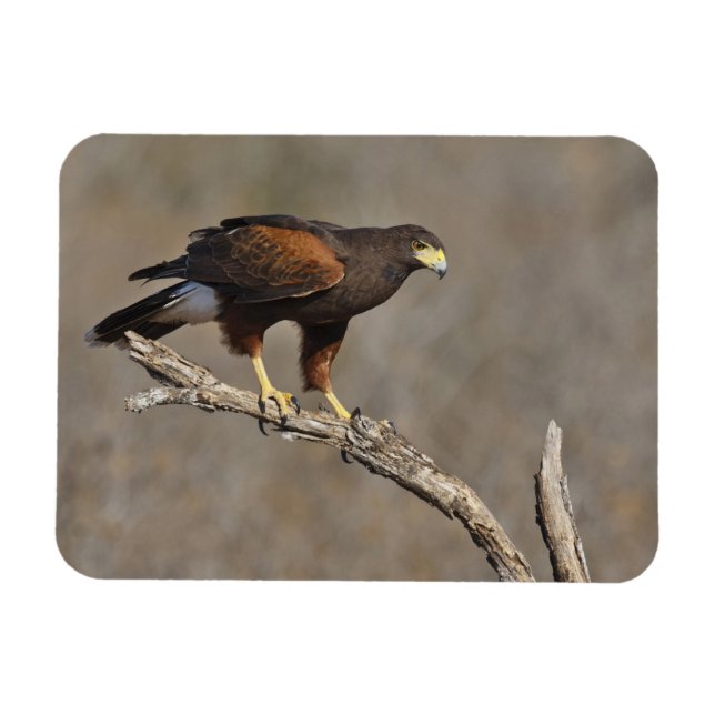 Harris's Hawk perched raptor Magnet (Horizontal)