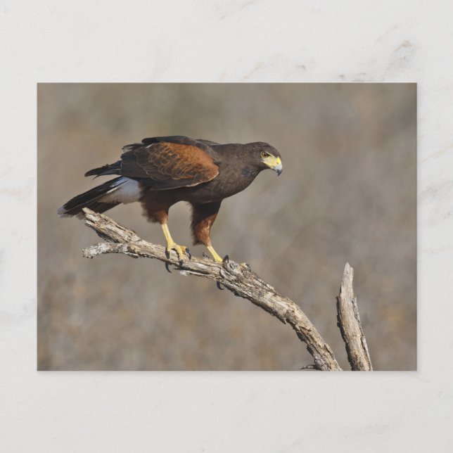 Harris's Hawk perched raptor Postcard (Front)