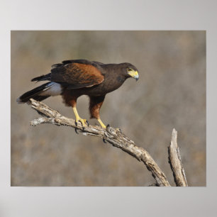 Harris's Hawk perched raptor Poster