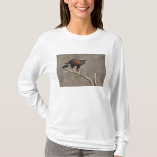 Harris's Hawk perched raptor T-Shirt