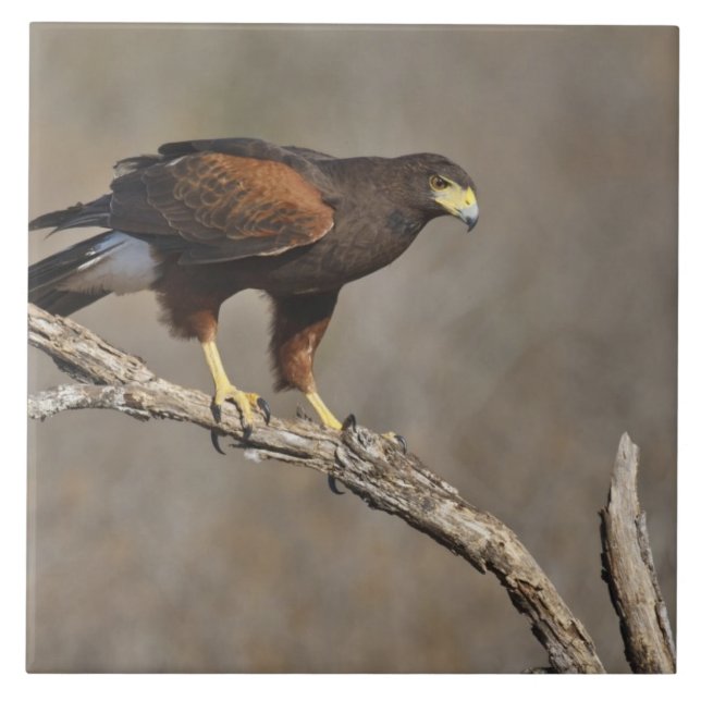 Harris's Hawk perched raptor Tile (Front)