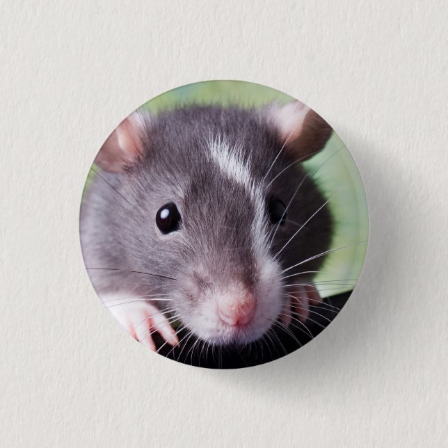 Harry Button (Front)