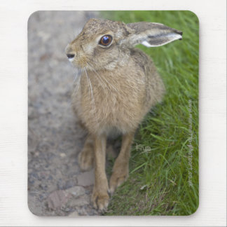 Harry Hare Mousemat