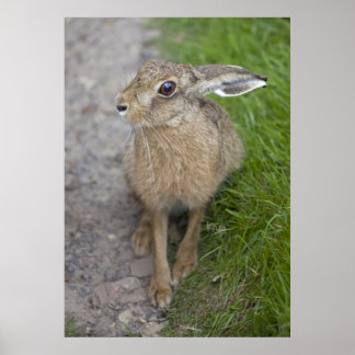 Harry Hare Print