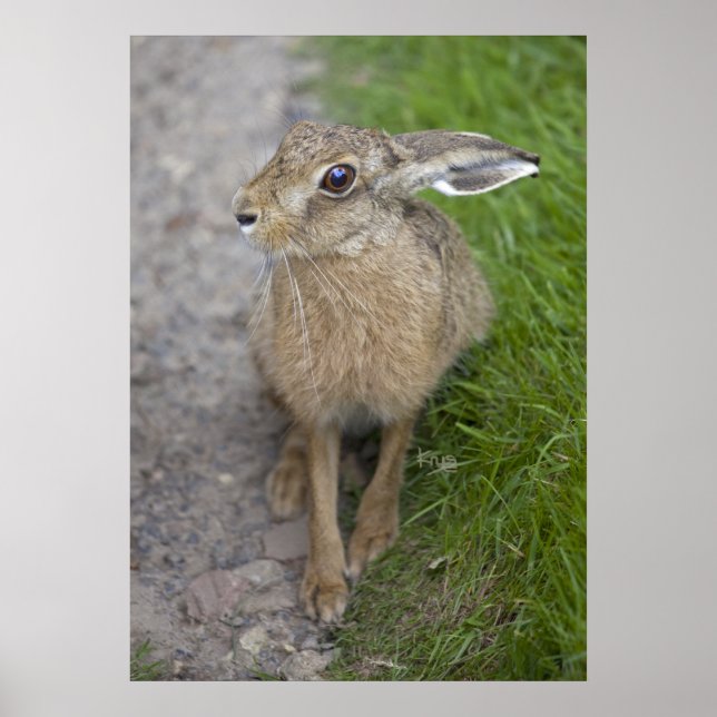 Harry Hare Print (Front)