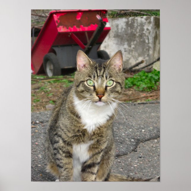 "Harry" Photograph Poster (Front)