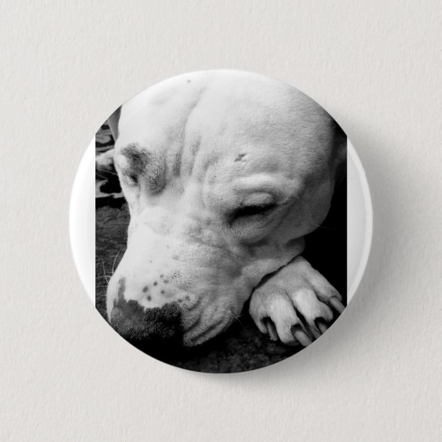 harry potter scar dog white pit bull 6 cm round badge (Front)