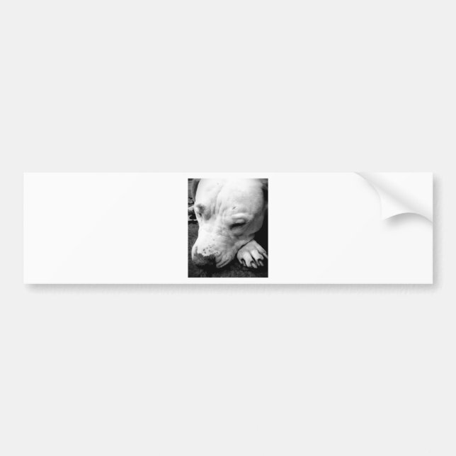 harry potter scar dog white pit bull bumper sticker (Front)