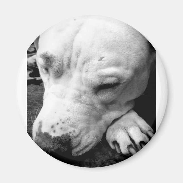 harry potter scar dog white pit bull magnet (Front)