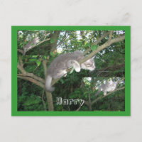 Harry the Cat Climbing A Tree