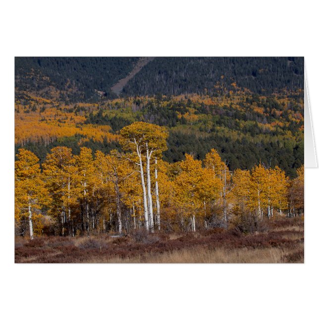 Hart Prairie Flagstaff, Arizona (Front Horizontal)
