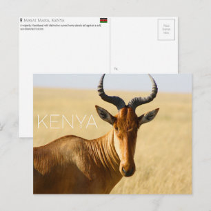 Hartebeest in Masai Mara, Kenya Travel Postcard