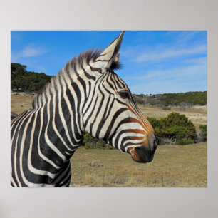Hartmann's Mountain Zebra Profile at Fossil Rim Poster