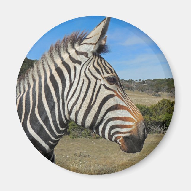 Hartmann's Zebra Profile at Fossil Rim Magnet (Front)