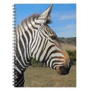 Hartmann's Zebra Profile at Fossil Rim Notebook