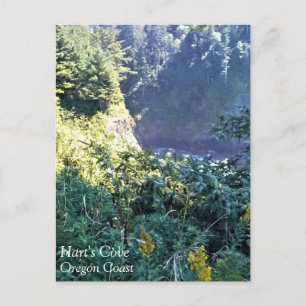 Hart's Cove, Oregon Coast Postcard
