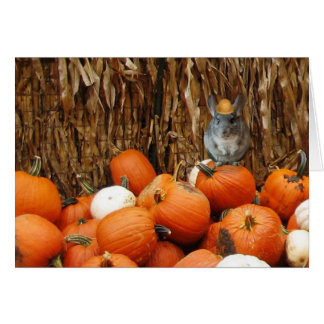 Harvest Chinchilla
